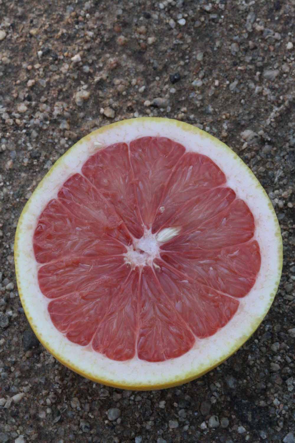              Fruit cross-section (Riverside, CA)       